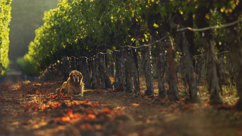 irrigation in the vineyards with a dog