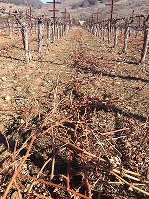 a large pile of pruned vines