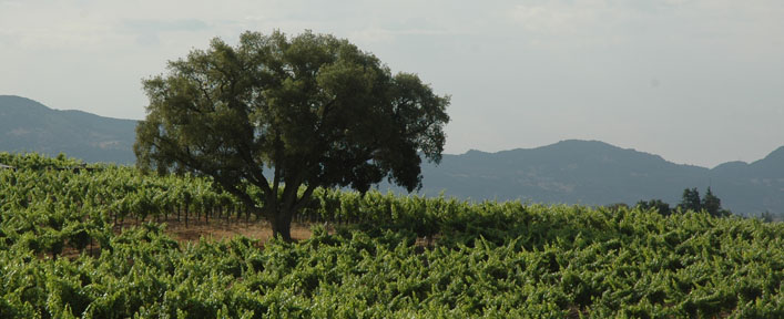 Cork Tree Vineyard