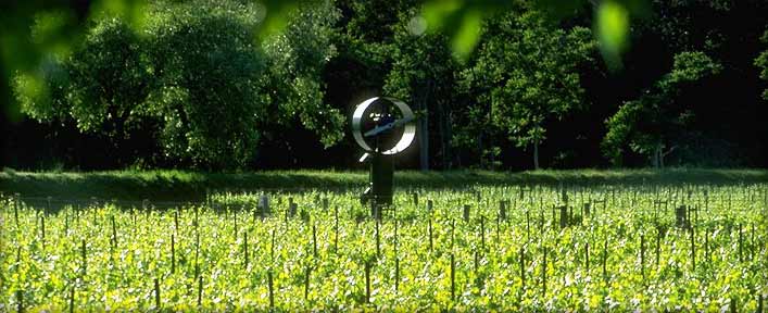 Marlee's Vineyard