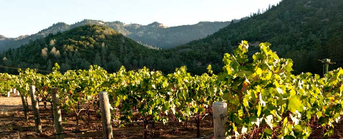 Monitor Ledge Vineyard