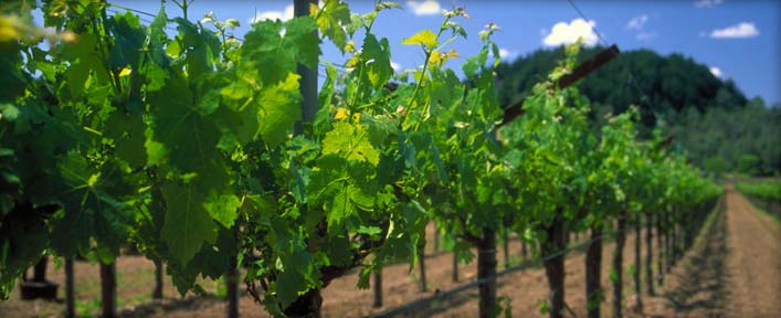 Patzimaro Vineyard