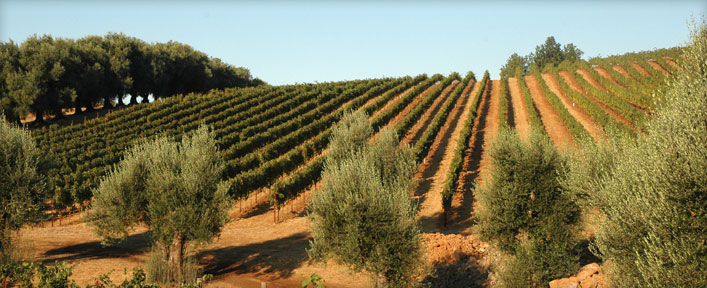 Stout Vineyard