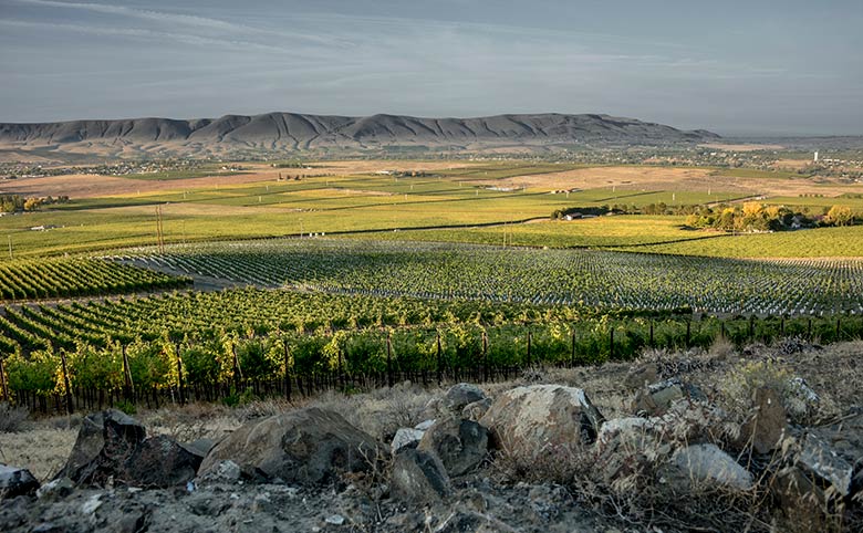 Canvasback’s Longwinds Vineyard