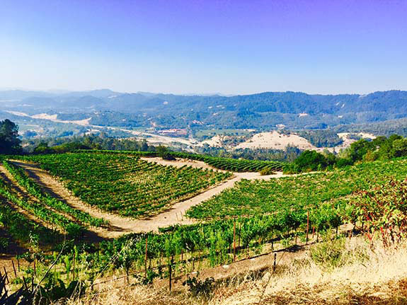 Ridgeline Vineyard