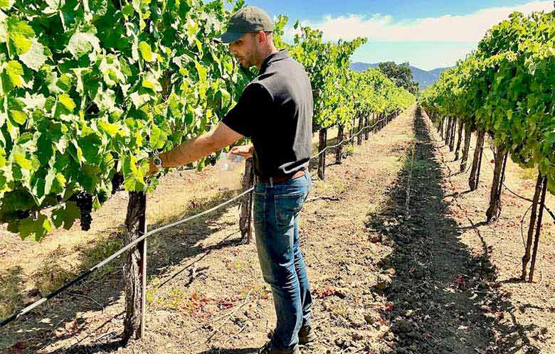 Tyson in the Vineyards