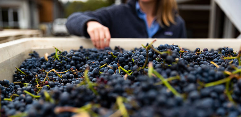 Grapes arriving