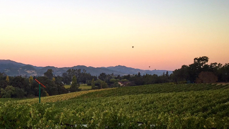 Corktree Vineyard and Hot Air Balloons at Sunrise