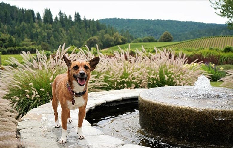 Dog Friendly Wineries