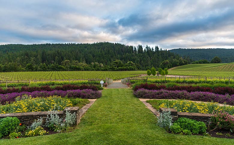 Goldeneye winery patio view