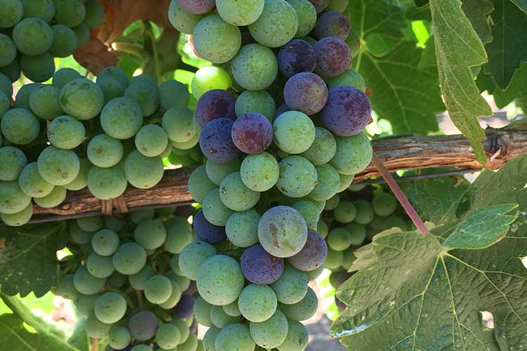 Verasion