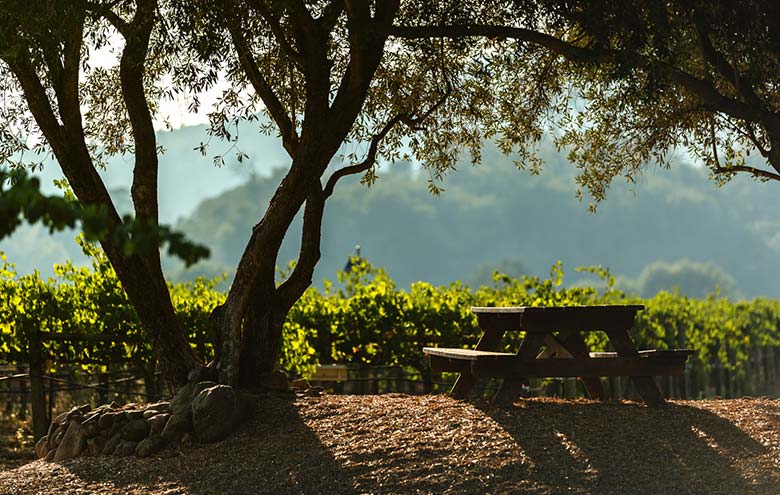 Vacation in clearance napa valley