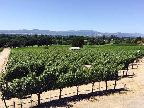 Corktree Vineyard Landscape