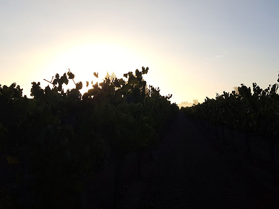 Cooling Fog Vineyard Sunrise