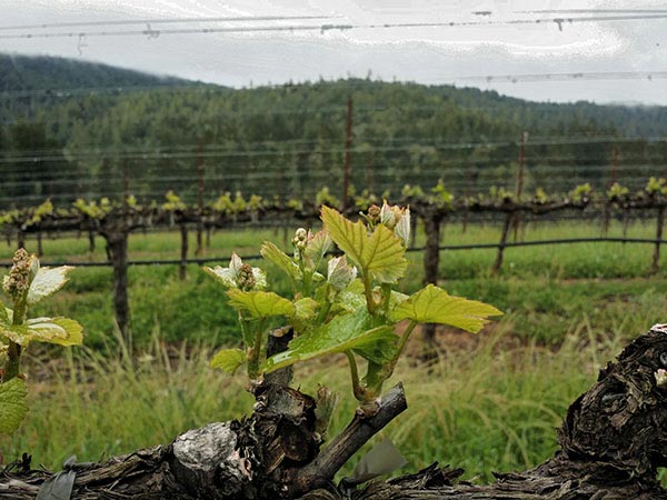 budbreak - new harvest