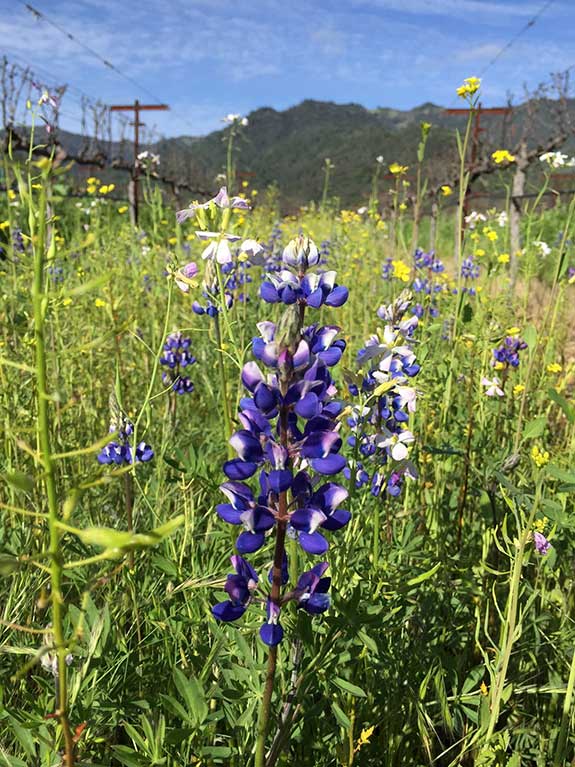 Cover Crop