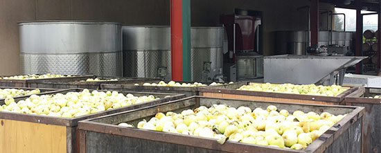 Golden Delicious Apple harvest in Sonoma County