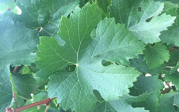 Green Vineayrd Leaf