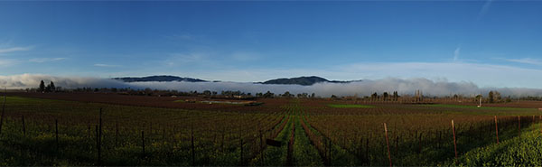 Silverado Trail vineyard in winter