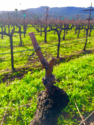 A freshly pruned vine at Rector Creek Vineyard