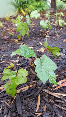 A Grape Seedling