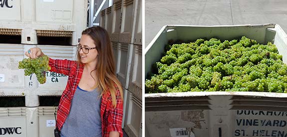 Semillon first fruit