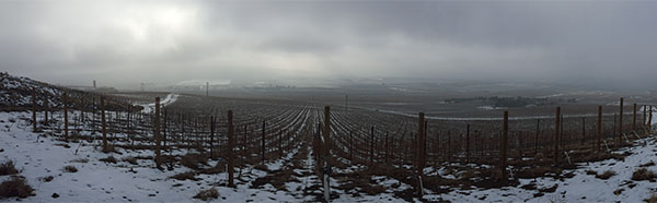 Longwinds Vineyard  WA snow cover