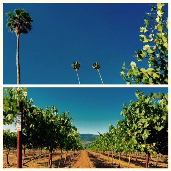 Three Palms Vineyard Focus