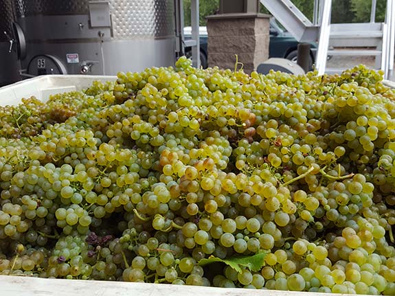 Viognier grapes