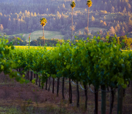 view of three palms vineyard