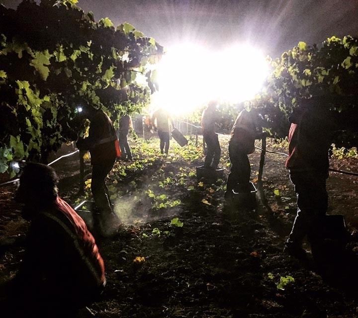 First merlot pick