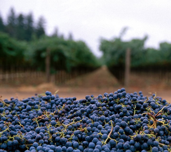 harvested fruit in the vineyard