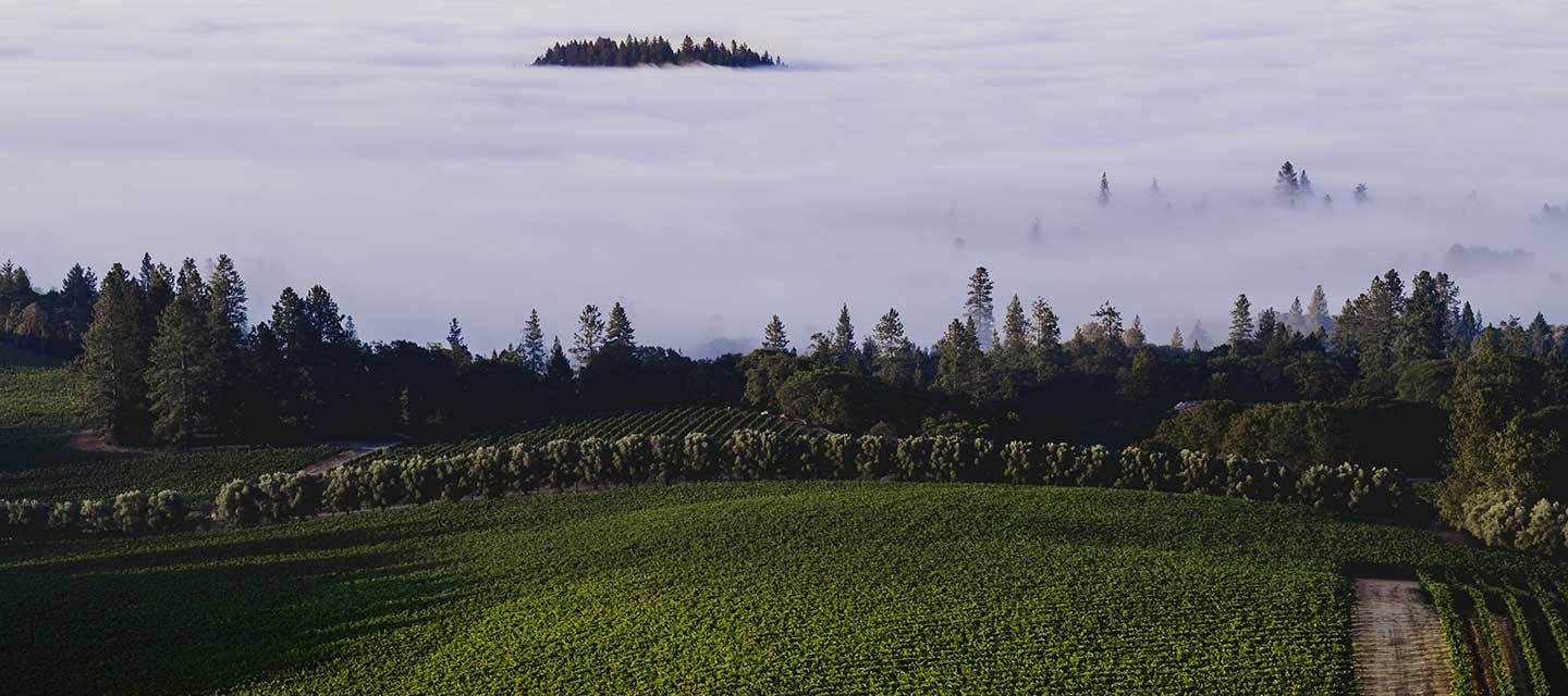 Duckhorn Stout Vineyard Feature Image