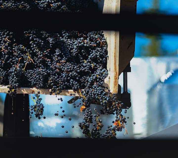 Dumping Grape Bin