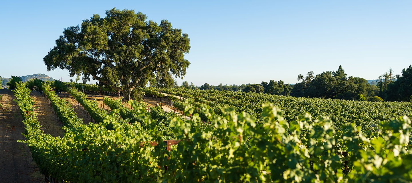 Duckhorn Cork Tree Vineyard Feature Image