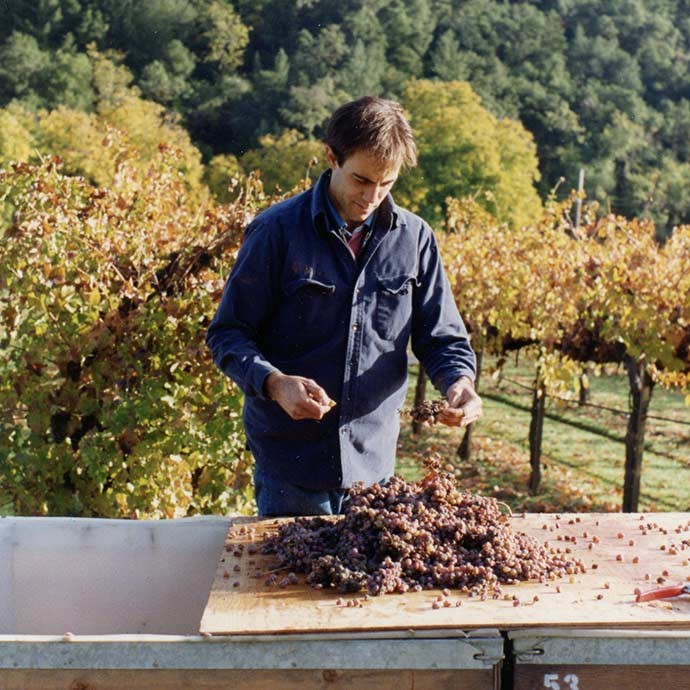 Alex Ryan on the sorting table at Duckhorn