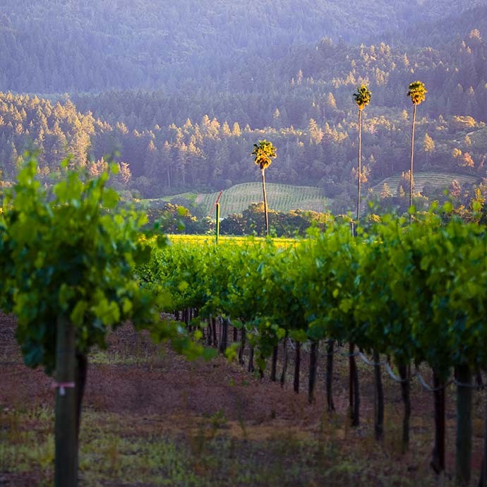 Three Palms vineyards at sunset with Palm trees highlighted