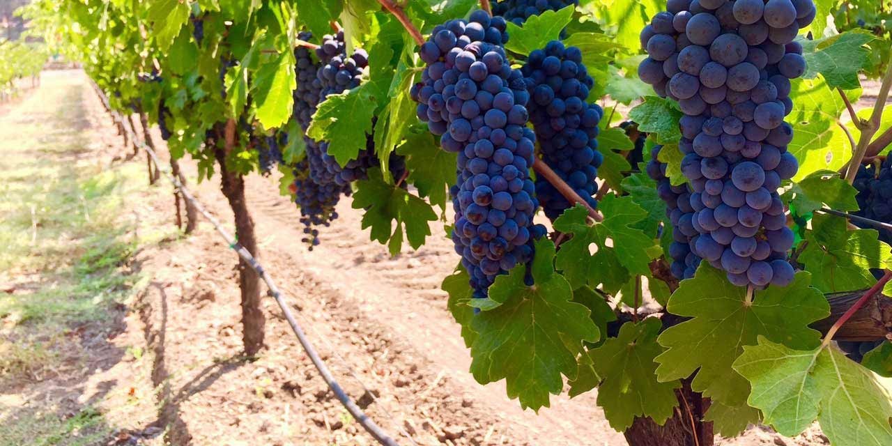 Duckhorn Monitor Ledge Vineyard Feature Image