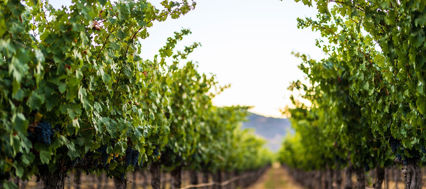 Duckhorn Monitor Ledge Vineyard Feature Image