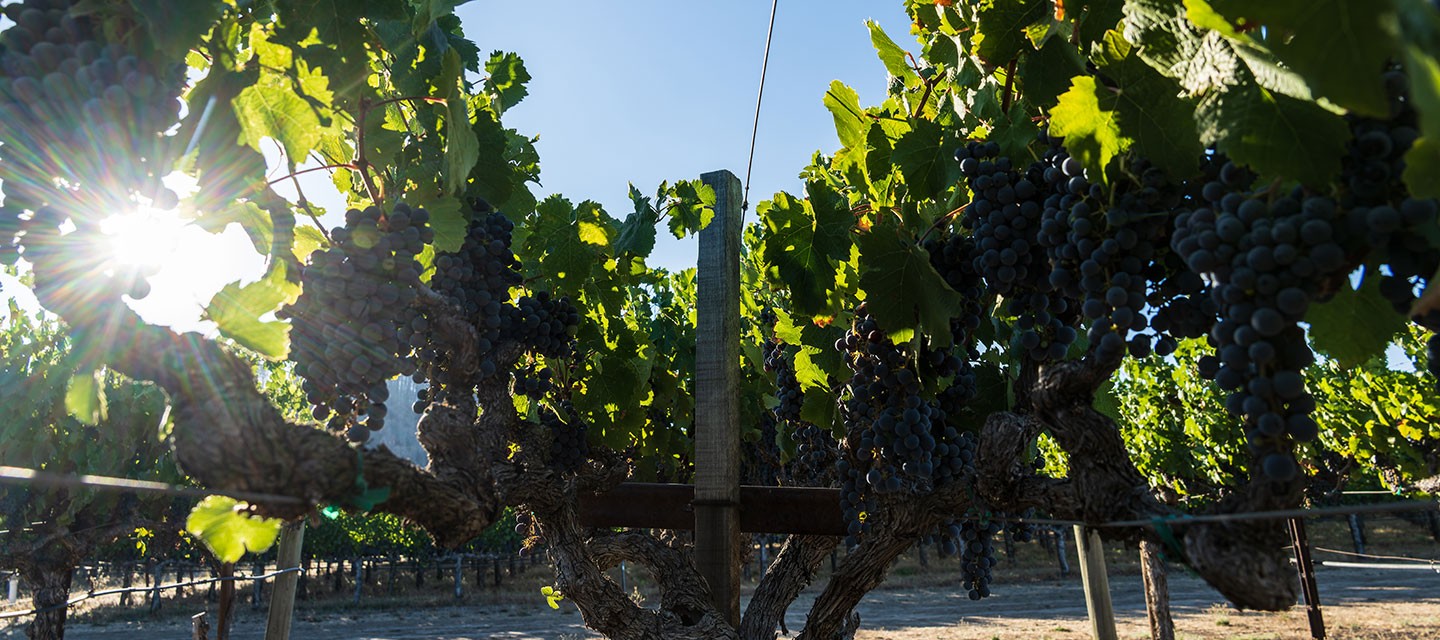 Duckhorn Patzimaro Vineyard Feature Image