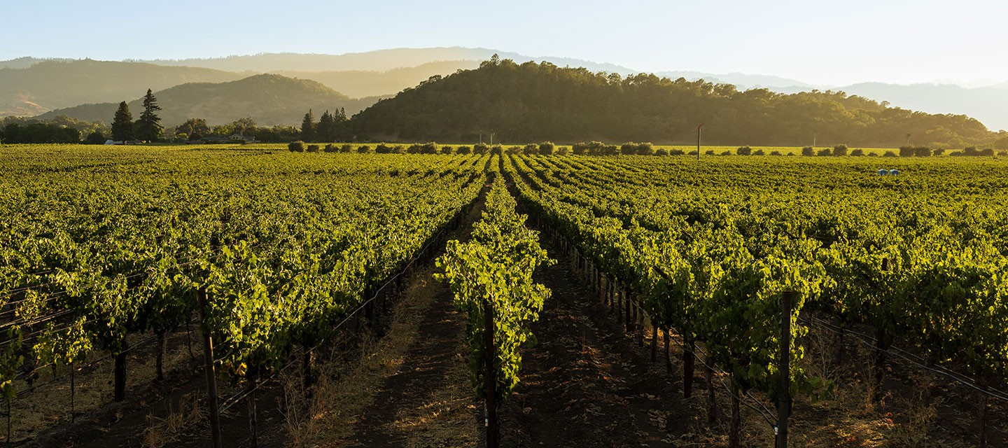 Duckhorn Rector Creek Vineyard Feature Image