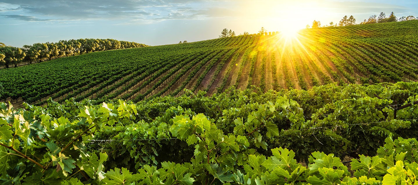 Duckhorn Stout Vineyard Feature Image