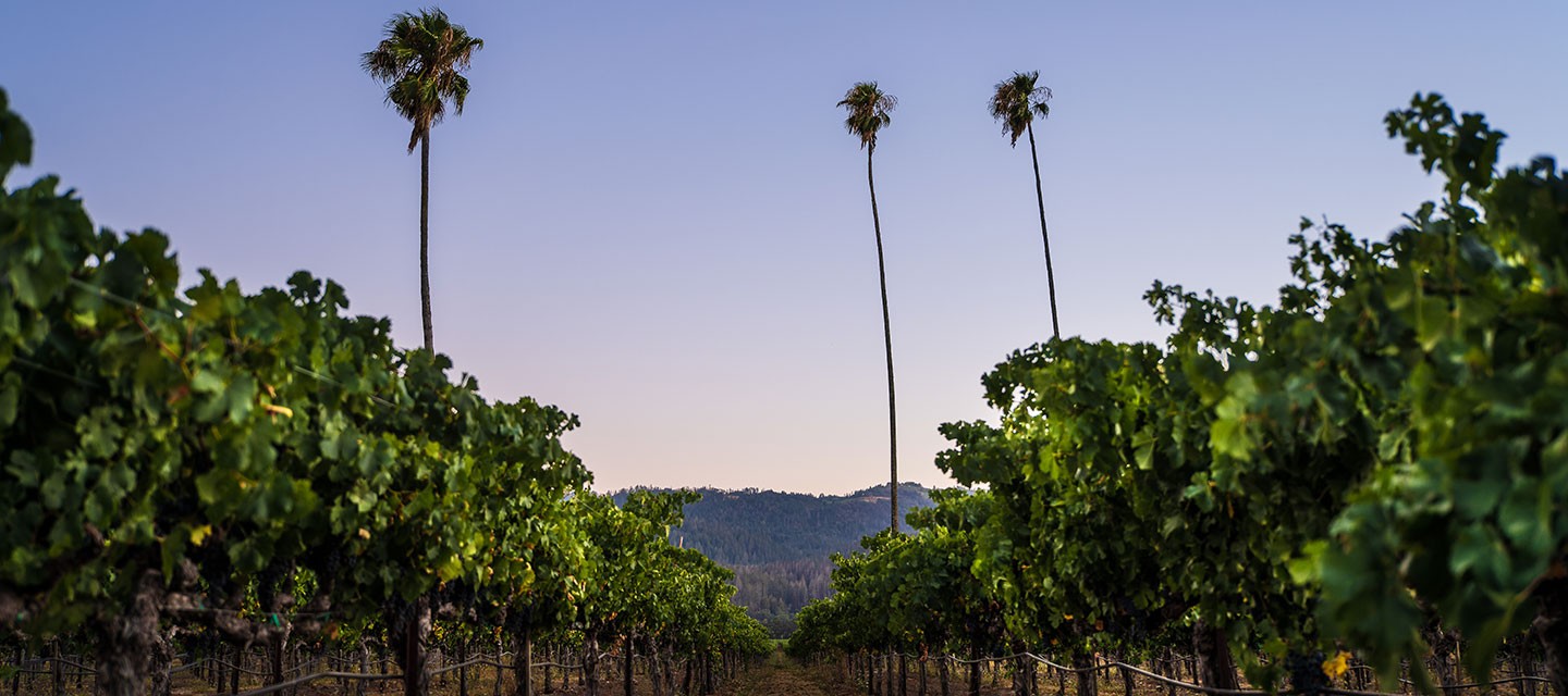 Duckhorn Three Palms Vineyard Feature Image