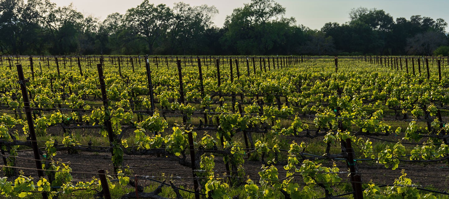 Duckhorn Wolfe Vineyard Feature Image