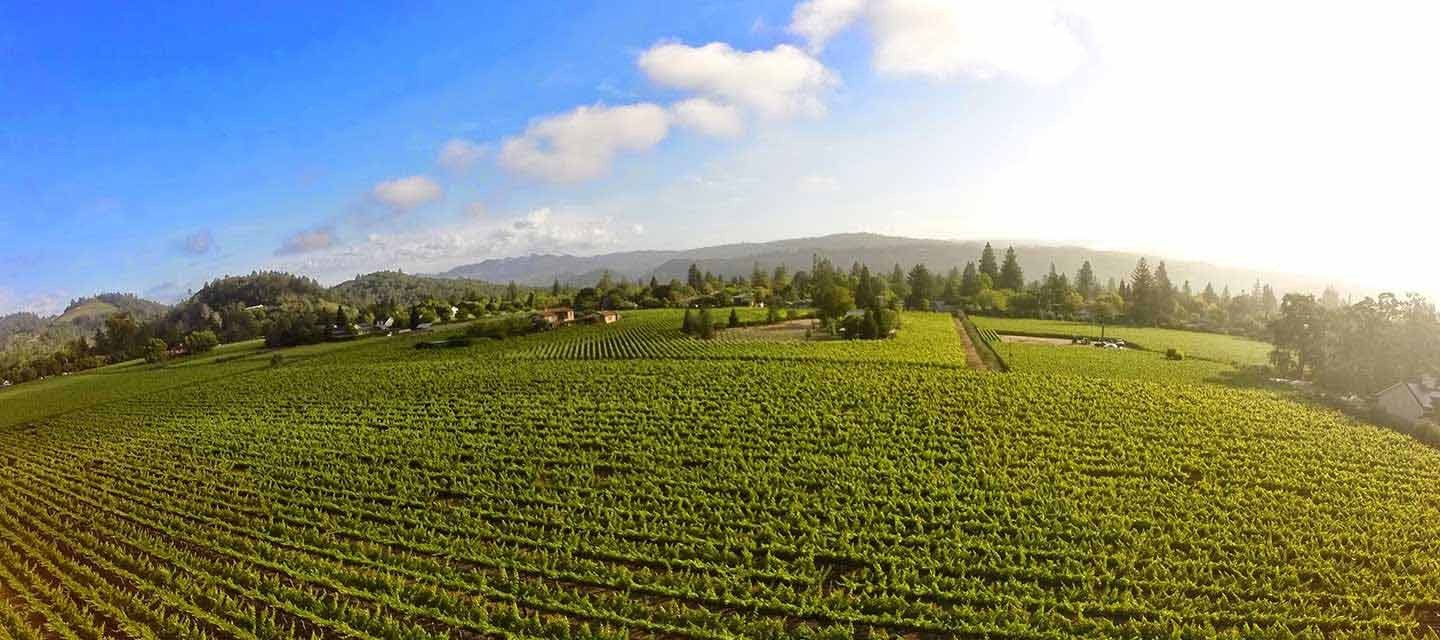Duckhorn Patzimaro Vineyard Feature Image
