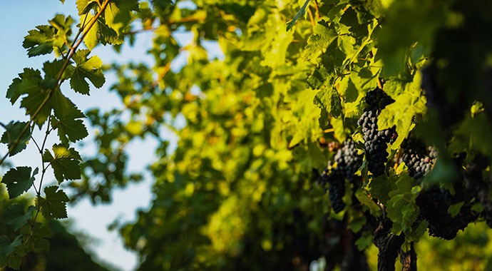 Merlot grapes hanging on vine