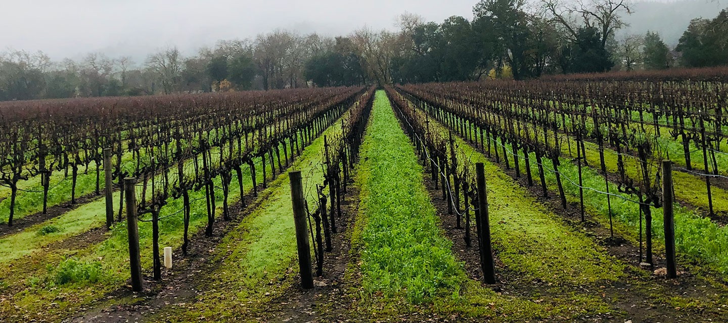 Duckhorn Wolfe Vineyard Feature Image